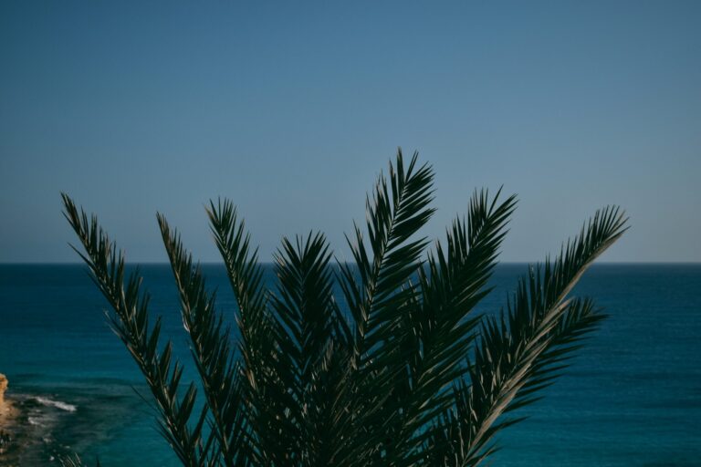 Hit the Tide: Unforgettable scuba diving cruises and red sea adventures